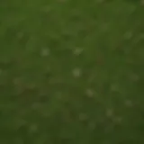 A close-up view of various grass seed types spread on a green surface.