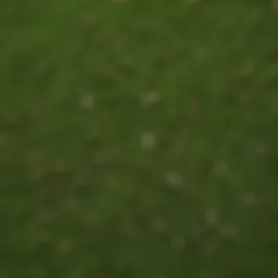 A close-up view of various grass seed types spread on a green surface.