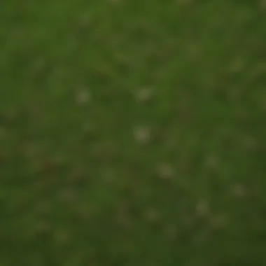 A close-up view of various grass seed types spread on a green surface.