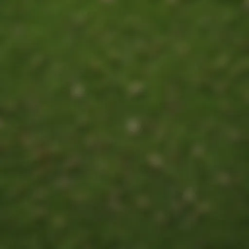 A close-up view of various grass seed types spread on a green surface.
