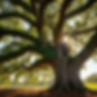 Arborist inspecting large oak tree for cutting