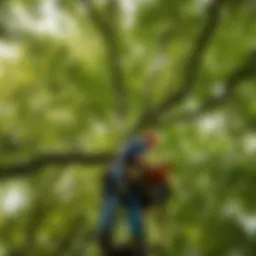 Arborist inspecting tree canopy
