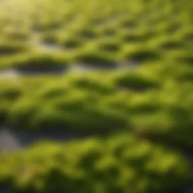 Close-up of asphalt shingles with moss growth