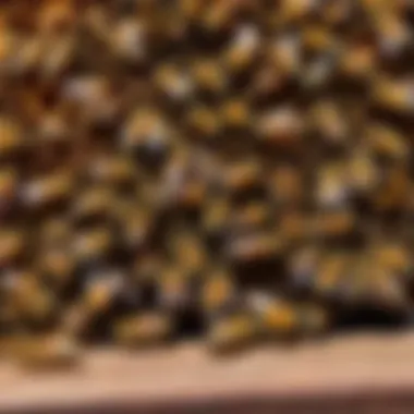 A close-up of bees swarming around a hive under a deck