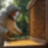 Beekeeper inspecting hive