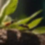 Biological Pest Control Method