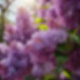 Botanical Elegance of Lilac Blossoms