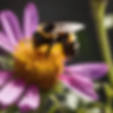 Bumblebee Pollinating Flowers