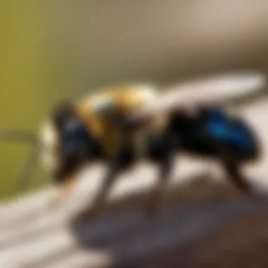 Carpenter Bee Ecological Role Carpenter Bee Ecological Impact