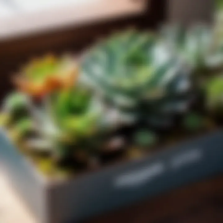 Chic Succulents in Amazon Prime Flower Box