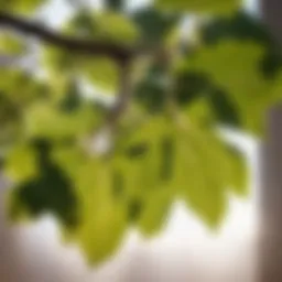 Fig tree leaves in sunlight