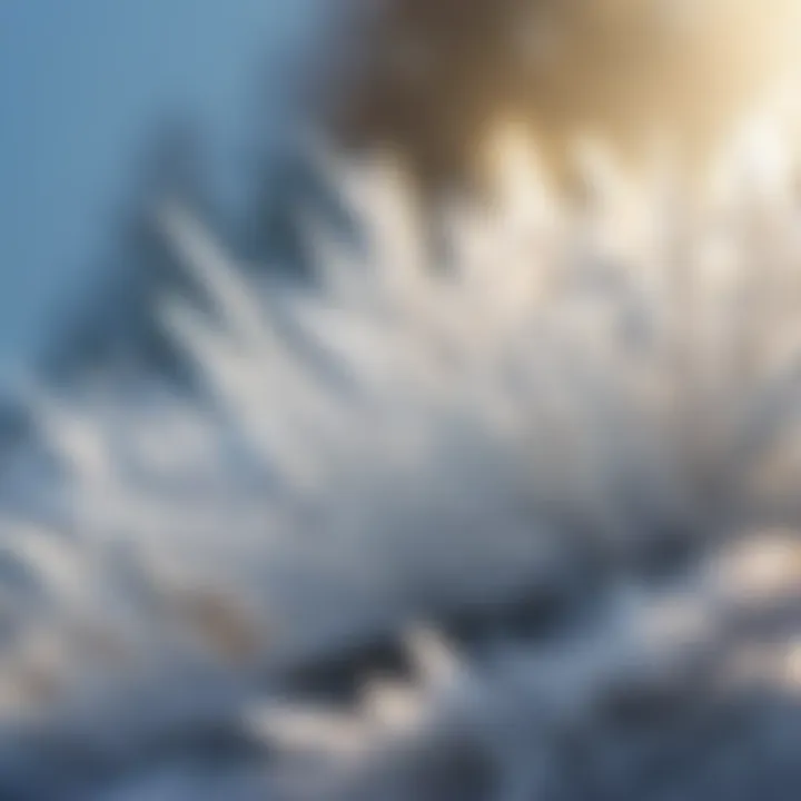 Intricate Close-up of Window Frost Crystals Close-up of Window Frost Crystals