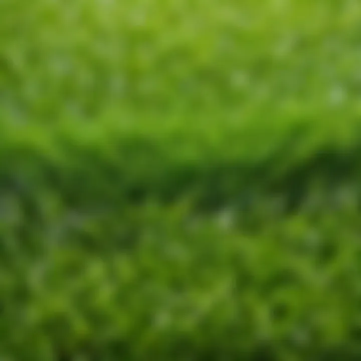 Artificial turf samples with price tags