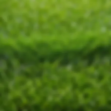 Variety of Artificial Turf Samples with Pricing Tags Artificial turf samples with price tags