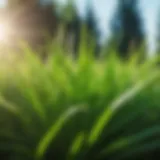 Lush green grass blades swaying in the wind