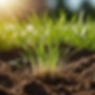 Close-up of rich soil with grass seeds sprouting