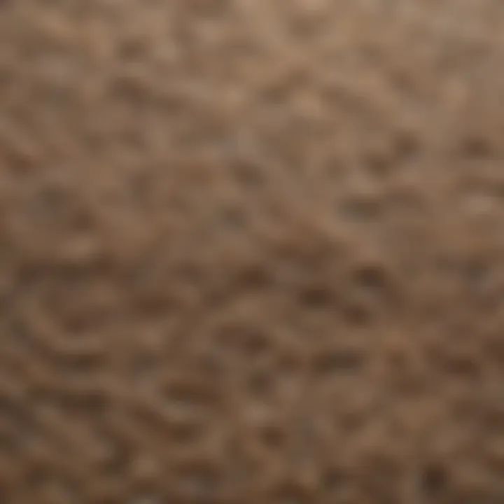 Close-up of high-quality Home Depot carpet fibers