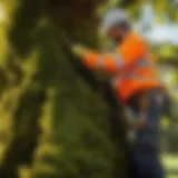 Professional arborist inspecting tree