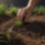 Rich and fertile soil ready for grass cultivation