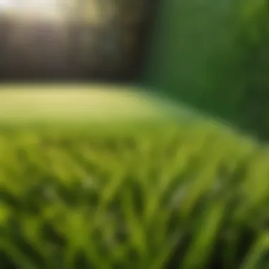 Comparison of Natural Lawn and Artificial Grass