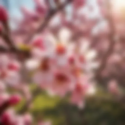 Dwarf Peach Tree Blossoms