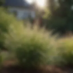 Close-up of spiky grass in a garden setting