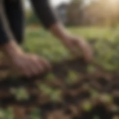 Gardener applying mulch to suppress clover growth