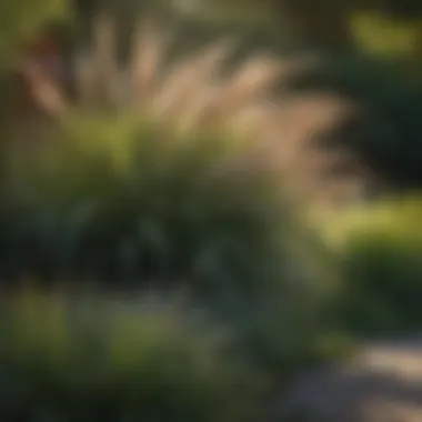 Ornamental Grasses Focal Point Dramatic focal point of ornamental grasses creates a dynamic landscape