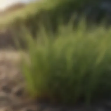 Close-up of a drought-tolerant grass variety