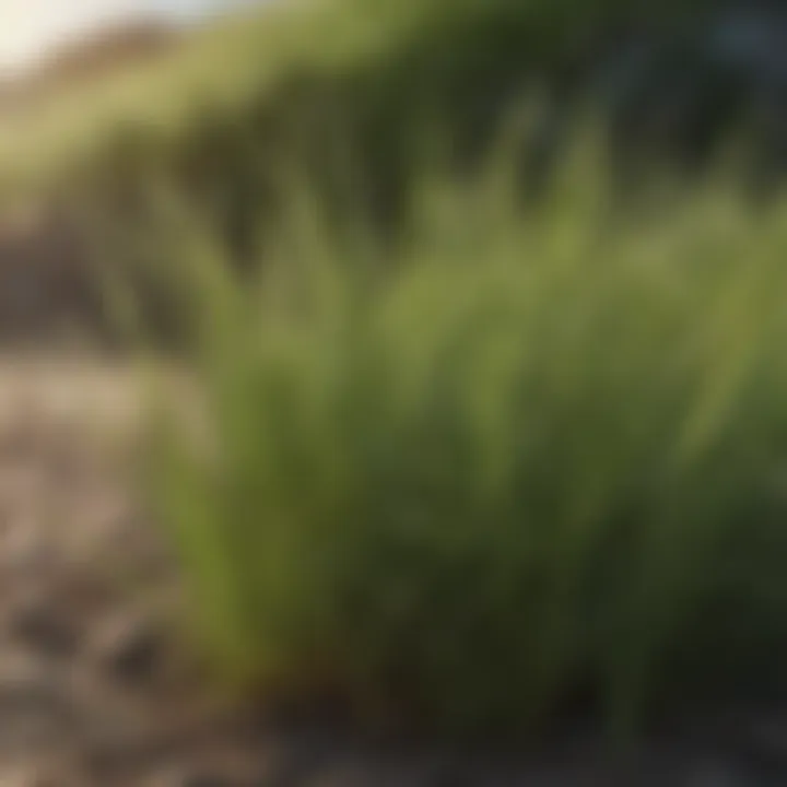 Close-up of a drought-tolerant grass variety