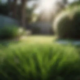 Lush hybrid Bermuda grass in shaded garden