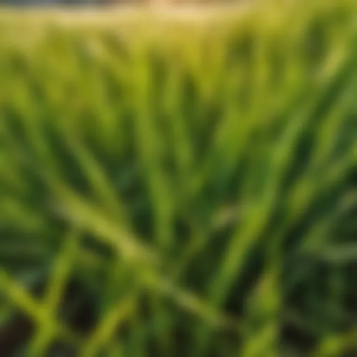 Drought-resistant grass blades close-up