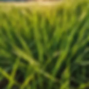 Resilient Blades: Close-up of Drought-Resistant Grass Drought-resistant grass blades close-up