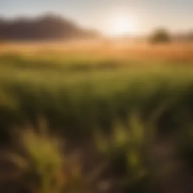 Nature's Resilience: Vast Field of Shade and Drought-Tolerant Grass Shade and drought-tolerant grass field