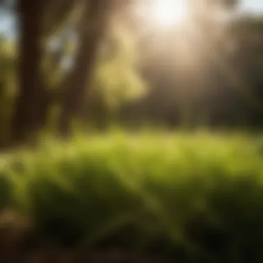 Ethereal Glow: Sunlight Filtering Through Shade-Tolerant Grass Sunlight filtering through shade-tolerant grass