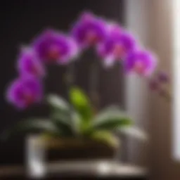 Exquisite Orchid in Amazon Prime Flower Box