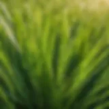 Fescue grass blades close-up