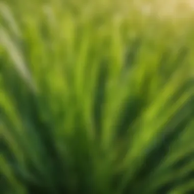 Fescue grass blades close-up