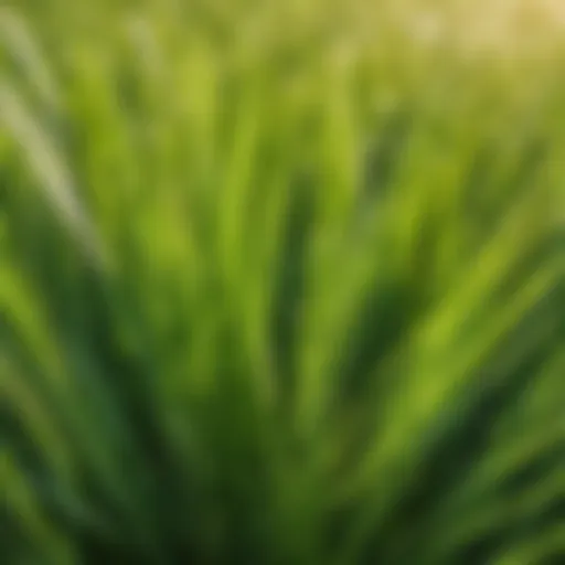 Fescue grass blades close-up