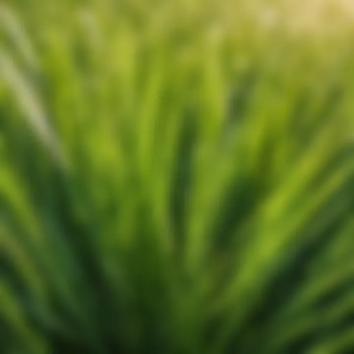 Fescue grass blades close-up
