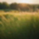 Flourishing Prairie Grass in Minnesota