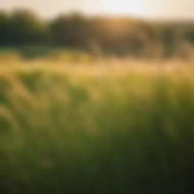 Flourishing Prairie Grass in Minnesota