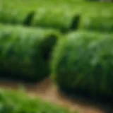 Freshly Harvested Sod Rolls
