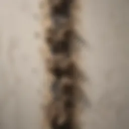 Close-up view of mold growing on a wall