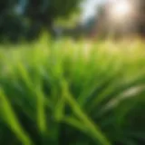 Lush green grass in a garden