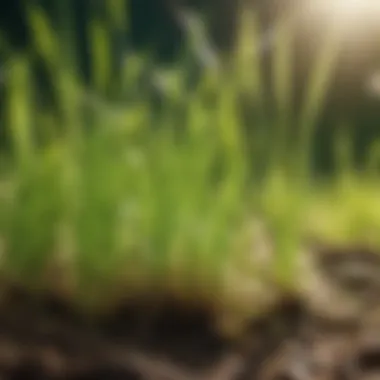 Nutrient Absorption in Grass Roots Close-up of grass roots absorbing nutrients