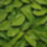 Majestic Laurel Tree Leaves