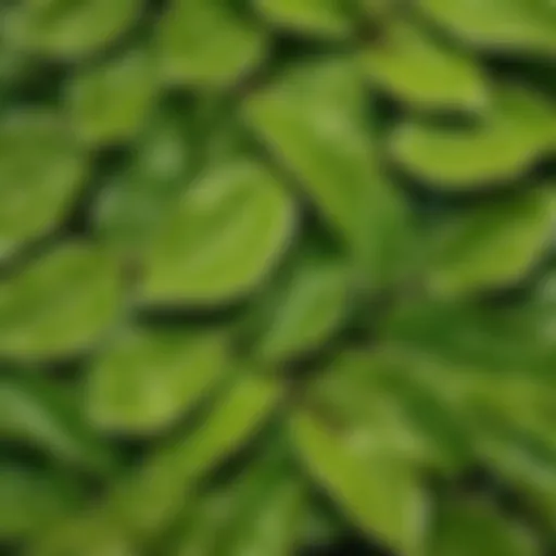 Majestic Laurel Tree Leaves