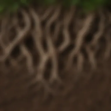 Thriving Roots in Aerated Soil Healthy roots thriving in aerated soil