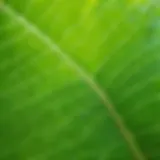 A lush green leaf close-up